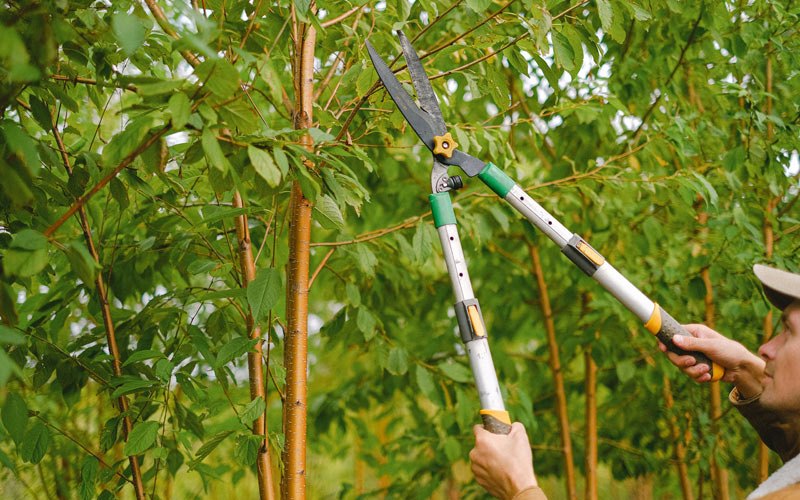 Tree trimming in Harveysburg, OH